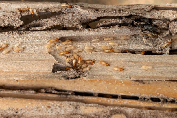 Best Local Pest Control Services  in Decordova, TX