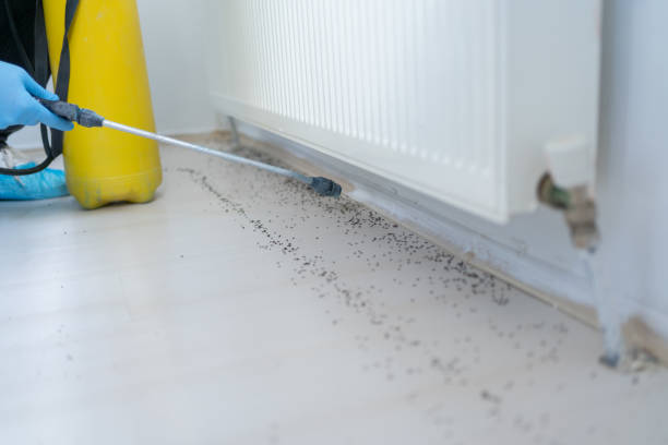 Best Ant Control Services  in Decordova, TX
